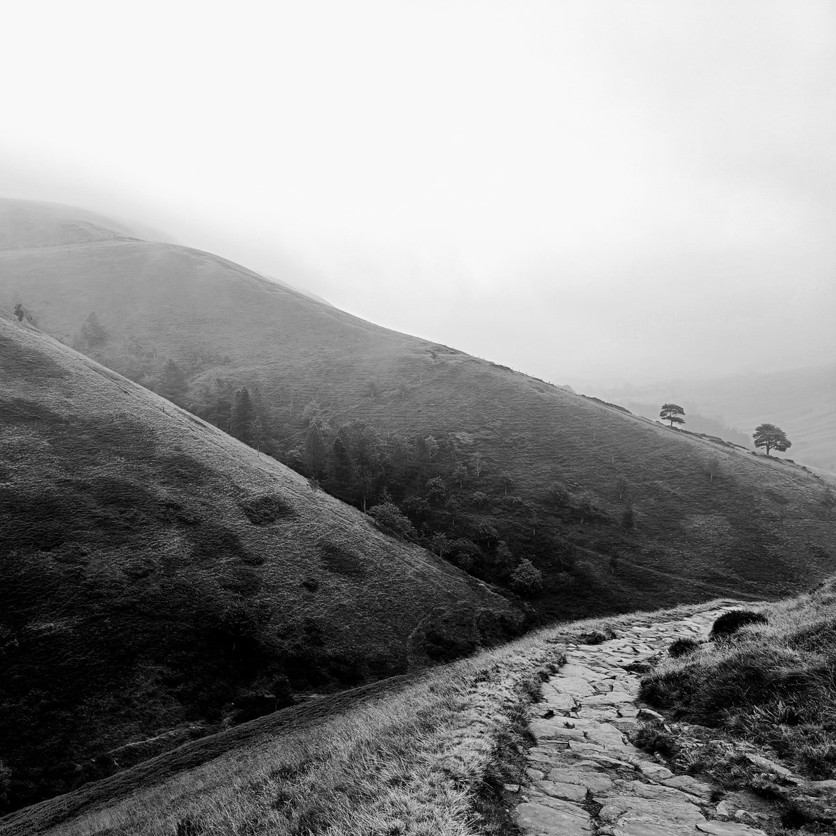 MartiansGame's tweet image. Some shots from a very wet and very foggy hike today!