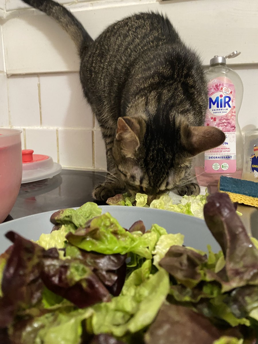 lokimimii's tweet photo. tu choisis ta feuille de salade tres soigneusement mon bébé bravo https://t.co/5PmII8kNTS