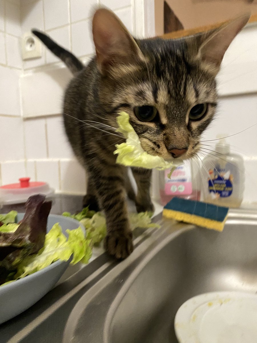 lokimimii's tweet photo. tu choisis ta feuille de salade tres soigneusement mon bébé bravo https://t.co/5PmII8kNTS