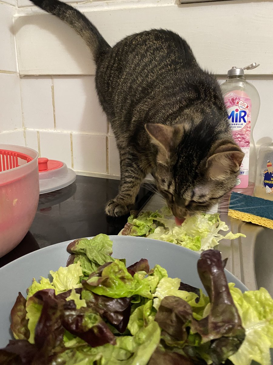 lokimimii's tweet photo. tu choisis ta feuille de salade tres soigneusement mon bébé bravo https://t.co/5PmII8kNTS