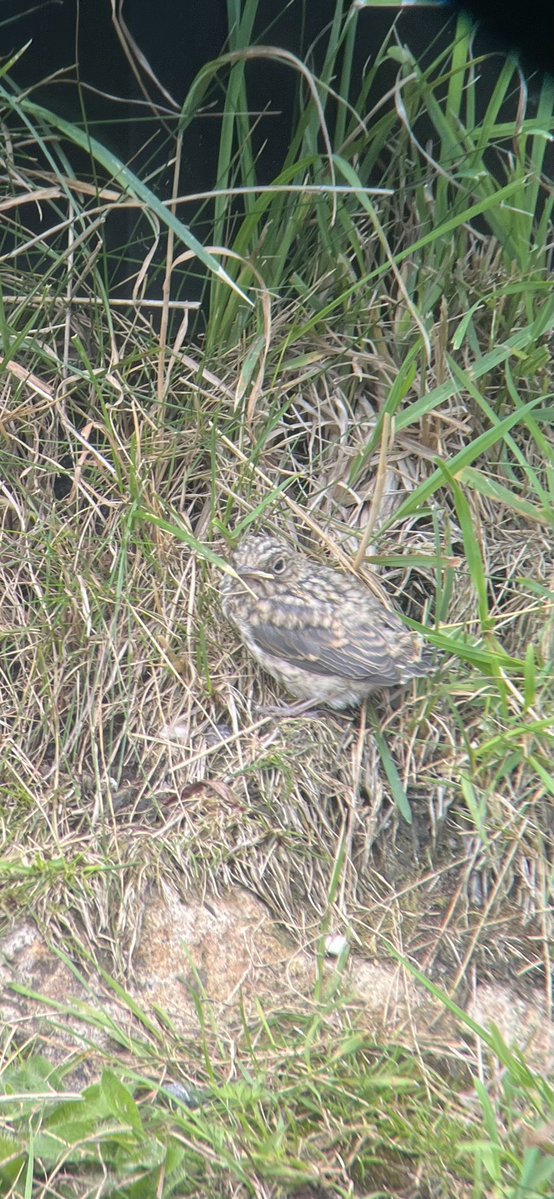 * 7 T * 

Nest Number SEVENTY for our SpotFly Project 🎯<a href="/spotyflycatcher/">Spotty Fly UK</a> <a href="/Woolie_woo/">The Spotty Queen 👑</a> 

Top Teamwork with <a href="/tonymcguire1966/">Tony McGuire</a> <a href="/DLoerns/">David Loerns</a> &amp; Bailey footing the Ladder 😄
 🪺🪜 🐕⚫️🪰

Vast majority in Wonderful Weardale