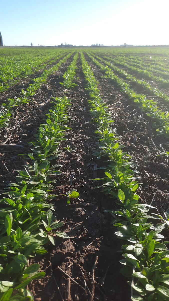mikigf01's tweet photo. SE de Cba. Camelina julio 25, no más cultivos de cobertura q NO facturan, cambio de época, hay q aumentar el  flujo de caja y no tener suelo parado sin facturar slds. https://t.co/Kjzzmts47E