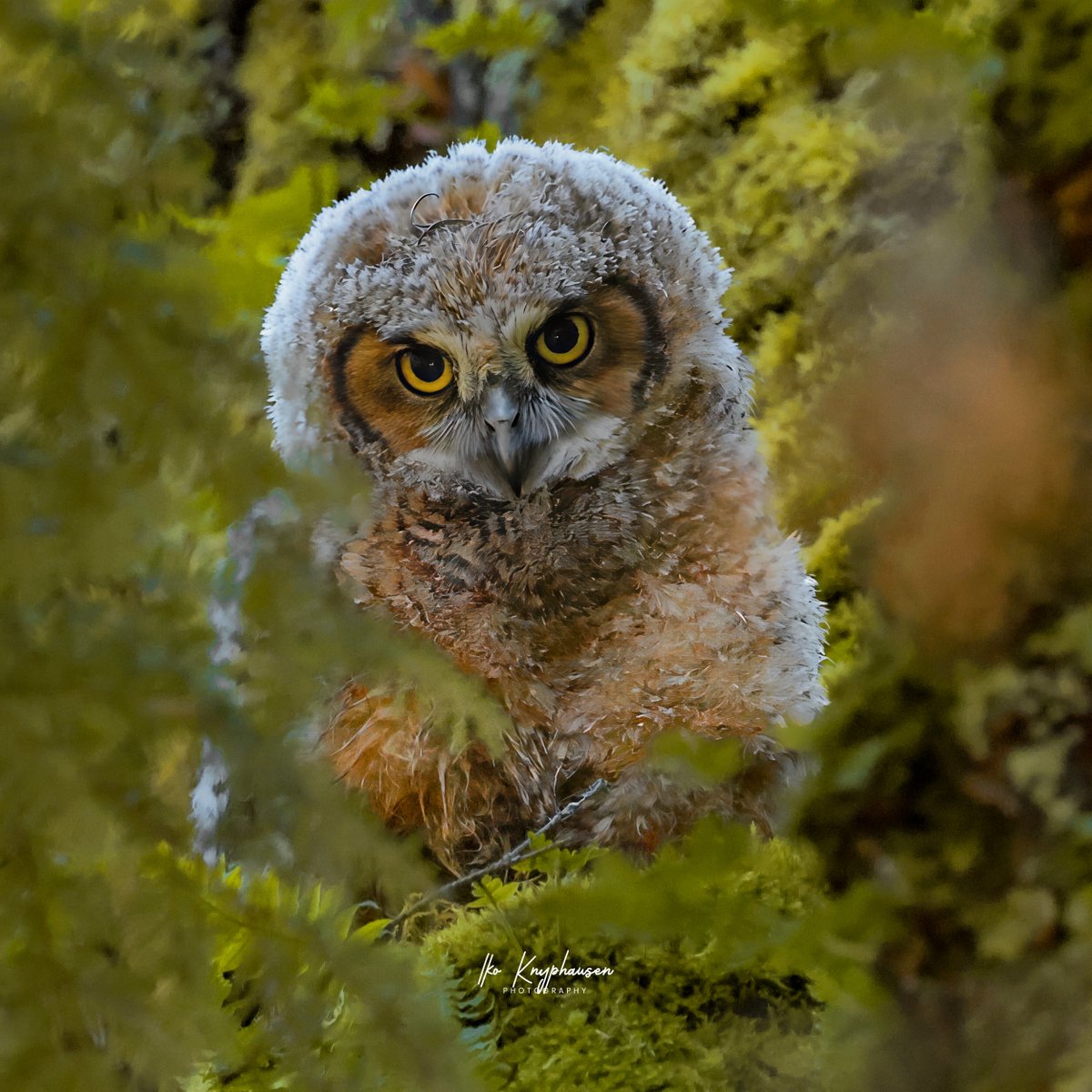 Great horned owlet staring me down