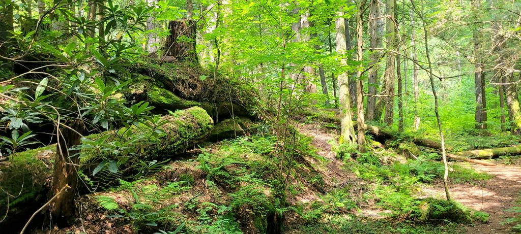 longhunter09's tweet image. Public land-maxxing. Red River Gorge, Daniel Boone National Forest