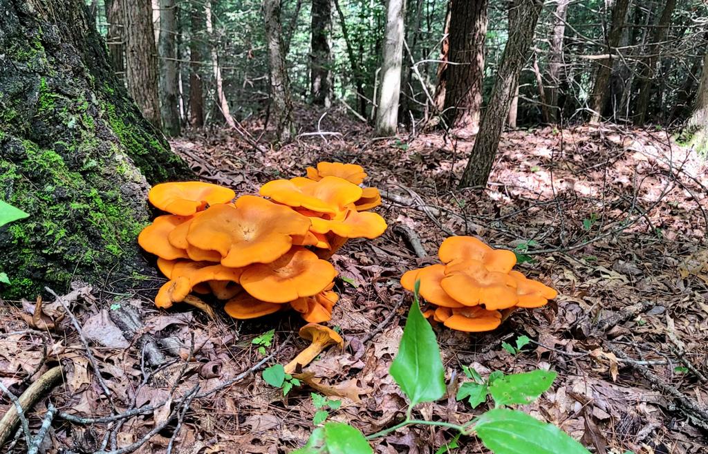 longhunter09's tweet image. Public land-maxxing. Red River Gorge, Daniel Boone National Forest