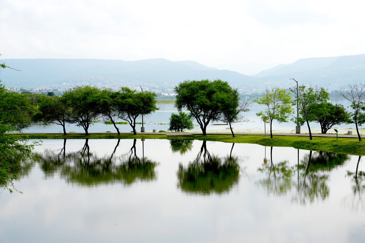 ¡Después de 4 años apreciamos de nuevo la presa El Palote en su máximo esplendor!
Gracias a las constantes lluvias y escurrimientos de la sierra, hoy por la mañana finalmente alcanzó el 100% de su capacidad.
Sigamos preservando la naturaleza de nuestro bello León. 🌱💧🦁