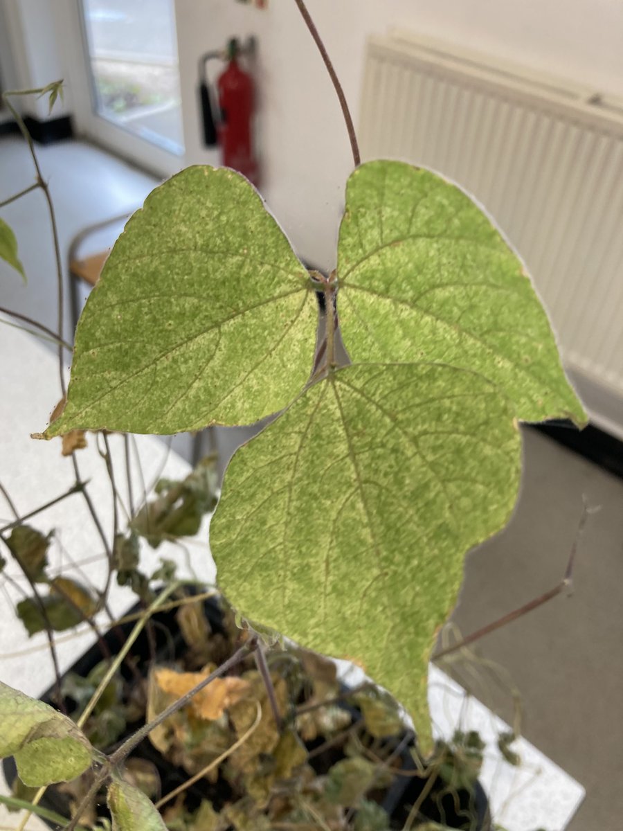 Science at Millais School (@millais_science) on Twitter photo Have our beans grown nodules? #MillaisStudents have been comparing bean growth as part of a project from <a href="/CUCsoton/">Mark Chapman</a> we’ll send this sample off for some testing to see if there is a bacteria present #MillaisScience #MillaisAspiration Have our beans grown nodules? #MillaisStudents have been comparing bean growth as part of a project from <a href="/CUCsoton/">Mark Chapman</a> we’ll send this sample off for some testing to see if there is a bacteria present #MillaisScience #MillaisAspiration