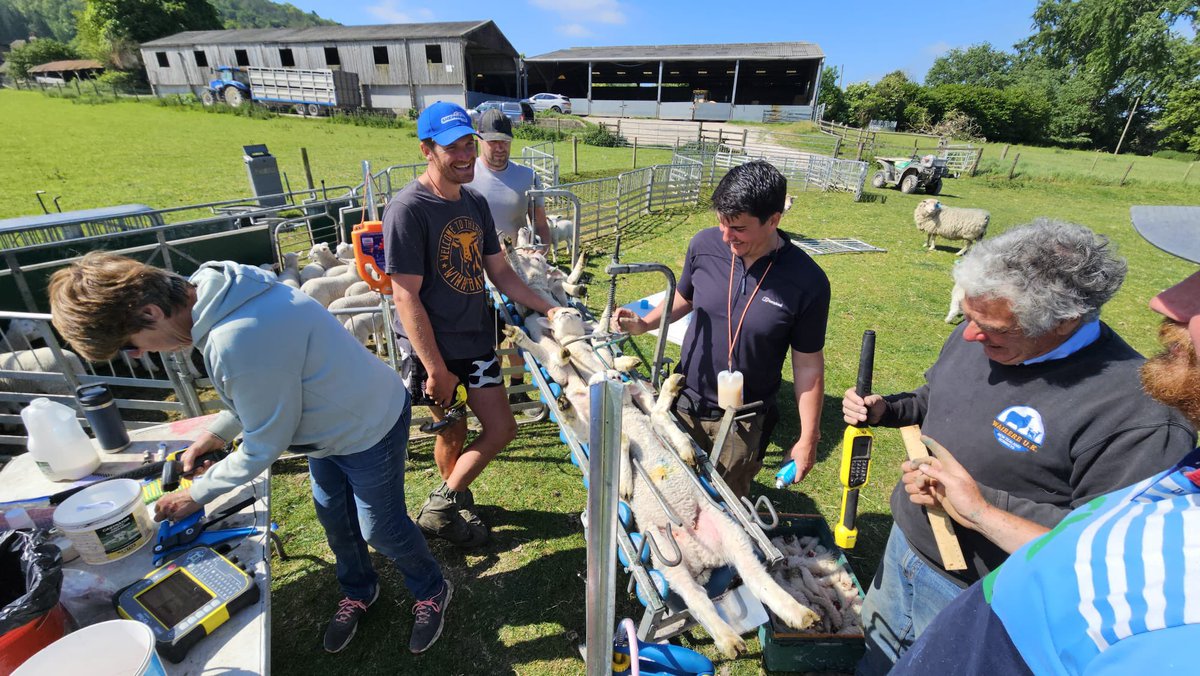 LocksFarm's tweet photo. Big step forward! 🧬 We’ve moved to full flock DNA testing with Zoetis Shepherd Ultimate.
✅ Mob mating
✅ No tagging at birth
✅ 100% accurate parentage
✅ Better breeding values + traits like worm resistance & tail length
#SheepGenomics #FutureFlock https://t.co/08iJFv2Vnr