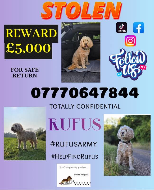MissingPetsGB's tweet photo. "Please, if this is you, see how loved #HelpFindRufus is by us, we are his family & he needs to be home with us 🙏🏼 We just want him back, there will be no questions asked"
#Kelvedon #CO5 https://t.co/aN94wIIPer