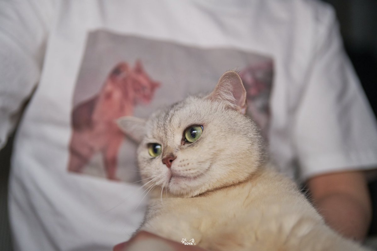 SoyaOAO's tweet image. 🐱