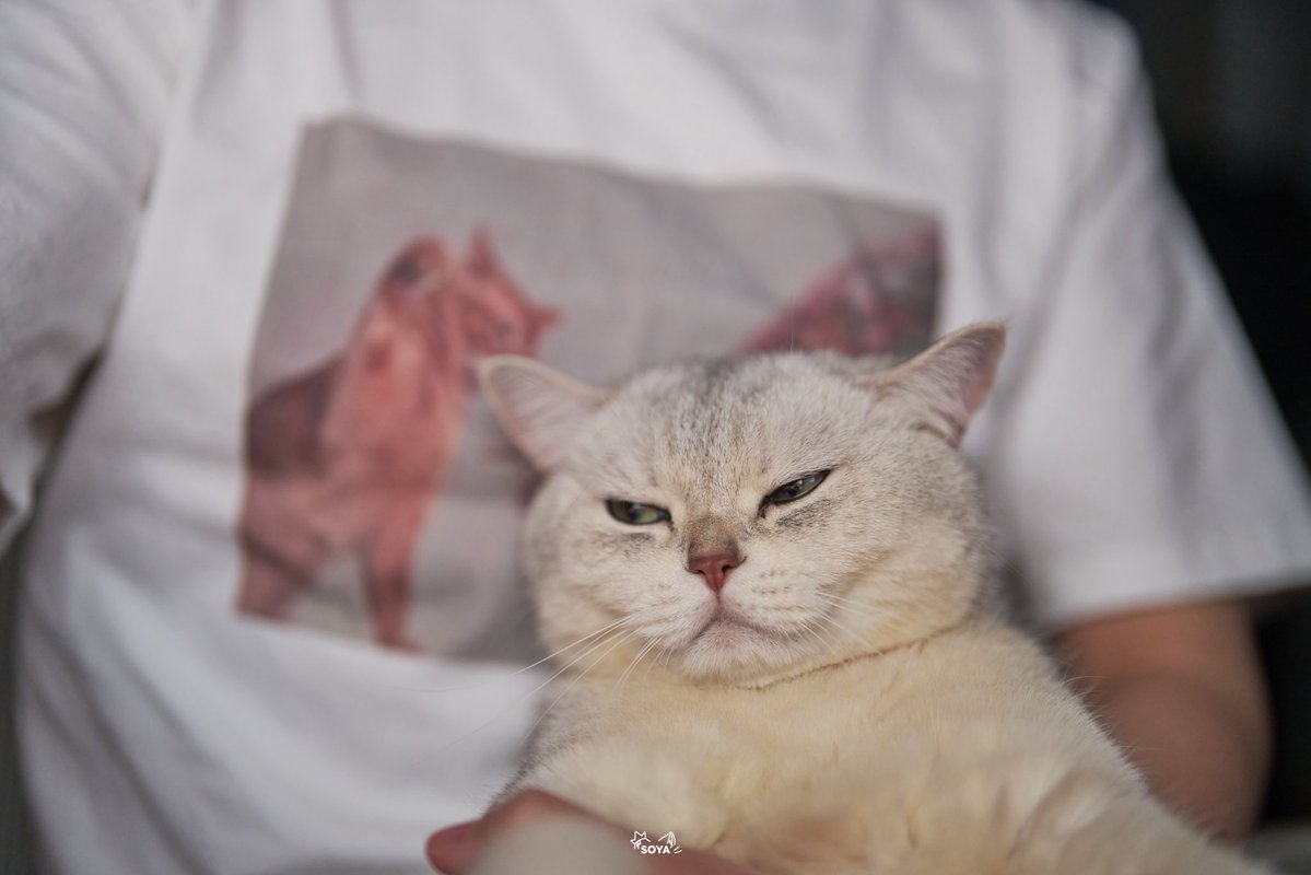 SoyaOAO's tweet image. 🐱