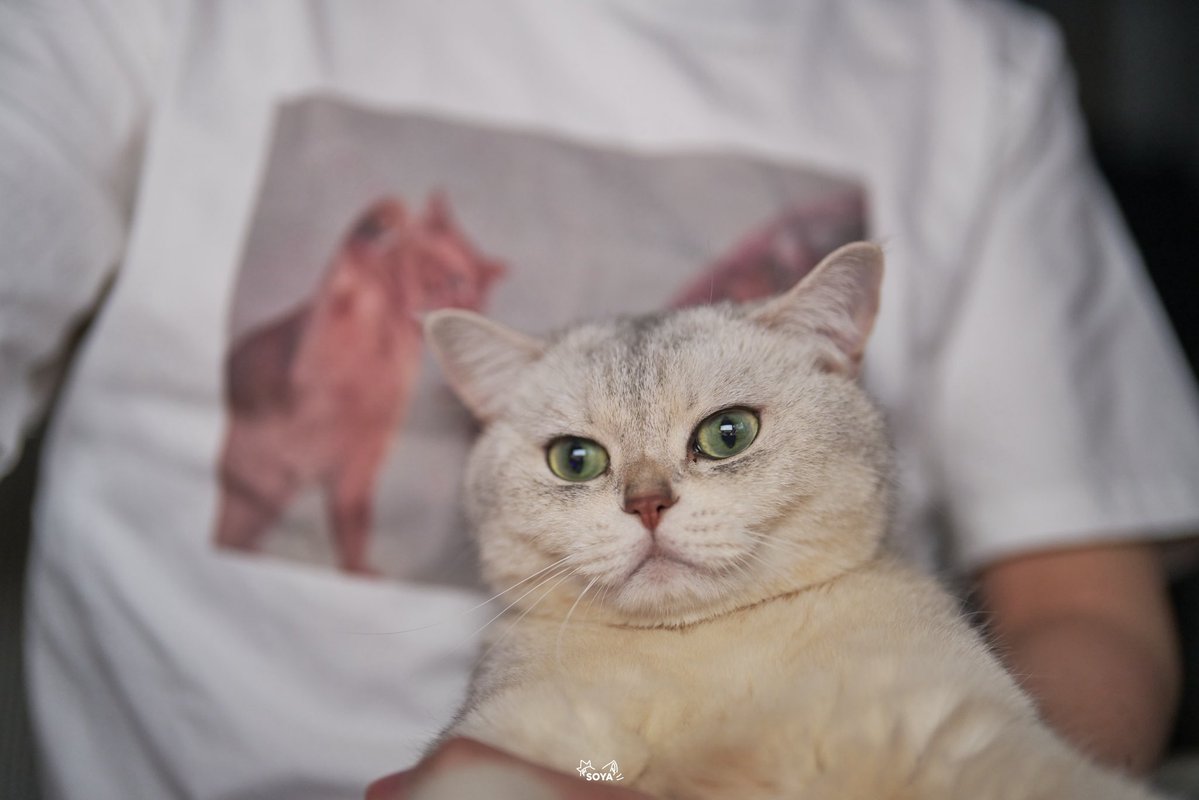 SoyaOAO's tweet image. 🐱