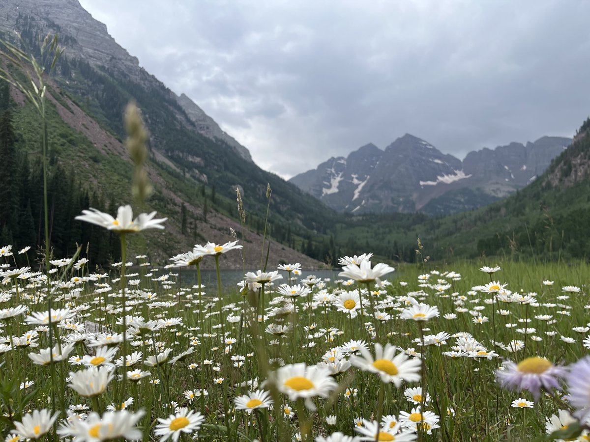 Lovely flowers at the Maroon Bells today!
#cowx