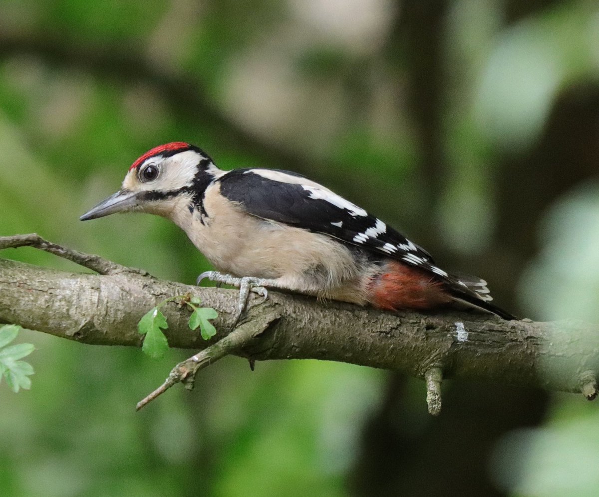Great Spotted Woodpecker taken locally. <a href="/Natures_Voice/">RSPB</a> <a href="/NatureUK/">NatureUK</a> <a href="/Britnatureguide/">The British Nature Guide</a> #BirdsSeenIn2025 #NaturePhotography