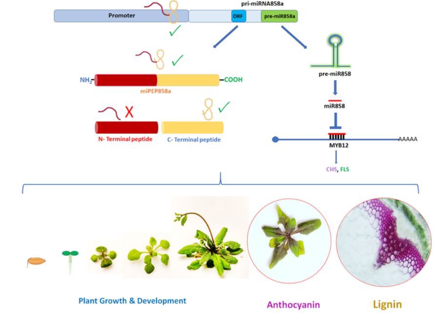 miR858a-encoded peptide, miPEP858a, interacts with the miR858a promoter and requires the C-terminus for associated functions (Himanshi Gautam , Ashish Sharma , Anwesha Anyatama , Hiteshwari Sinha , Prabodh Kumar Trivedi) doi.org/10.1093/plphys…  <a href="/ASPB/">ASPB</a> #PlantSci