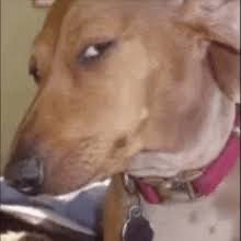 makdrey's tweet image. Hear me out on this concept idea for “MLP Live Action” plot…

Twilight tries to do a spell, it goes wrong, gets send to the human world with all her friends and have to face off against a new villain with their new human friends
#mlpfim #conceptidea