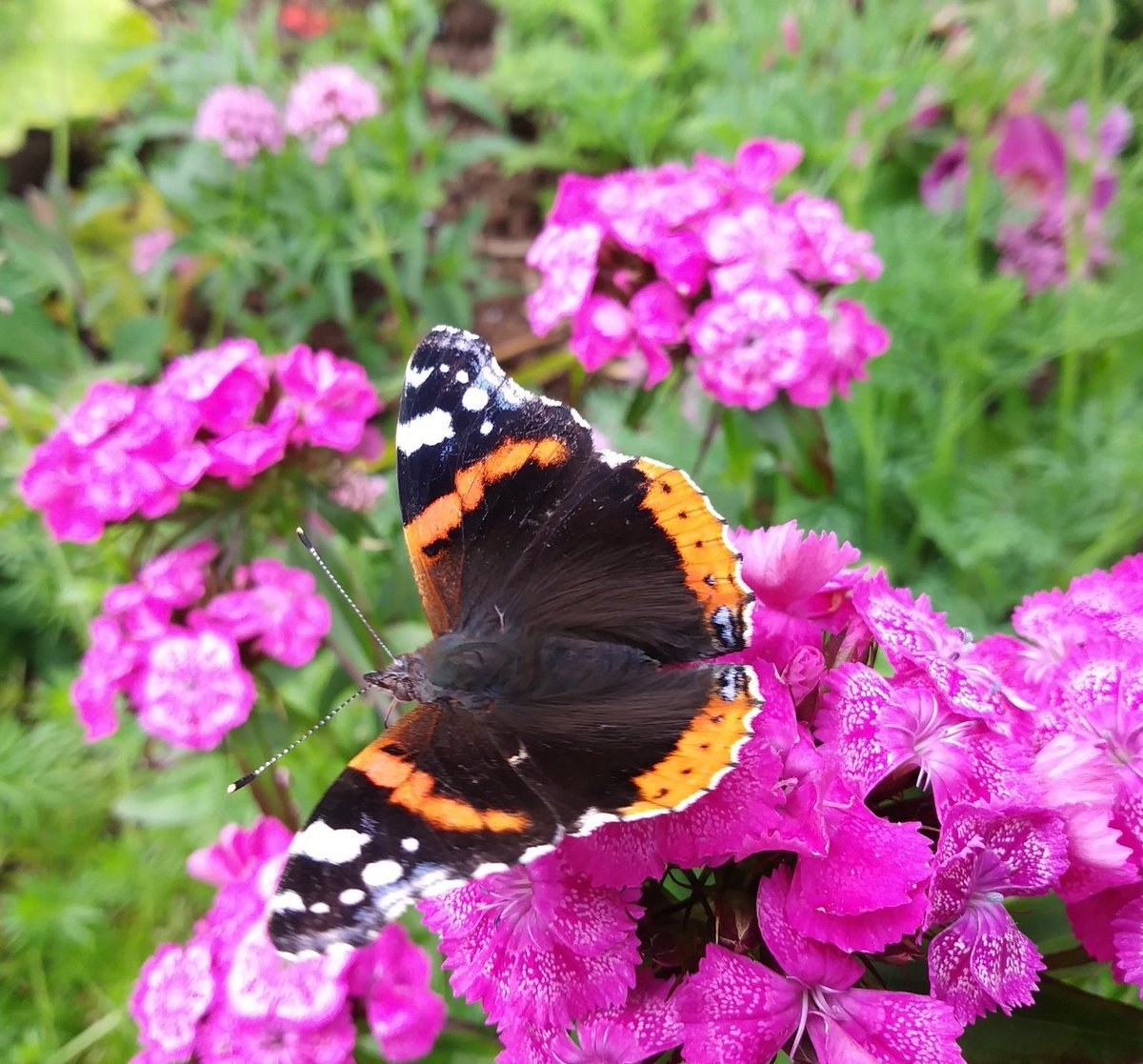 GraemeEdwards1's tweet image. You can&apos;t beat a Sweet Bill #GardenersWorld