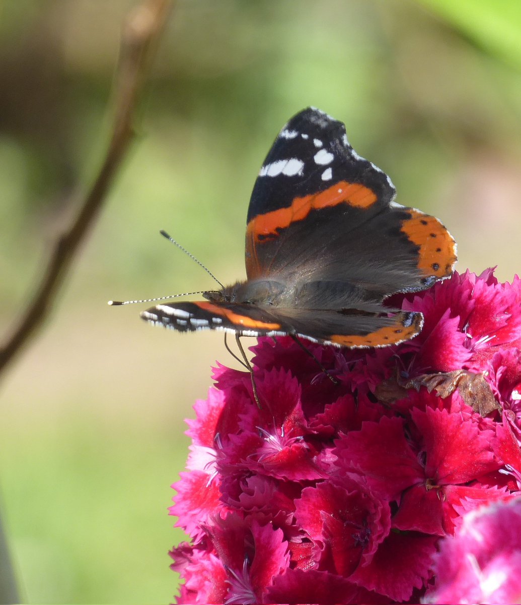GraemeEdwards1's tweet image. You can&apos;t beat a Sweet Bill #GardenersWorld