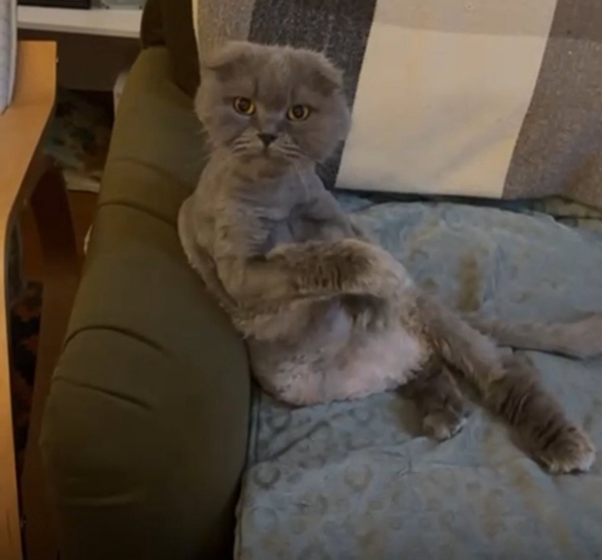 i think my cat isn’t real