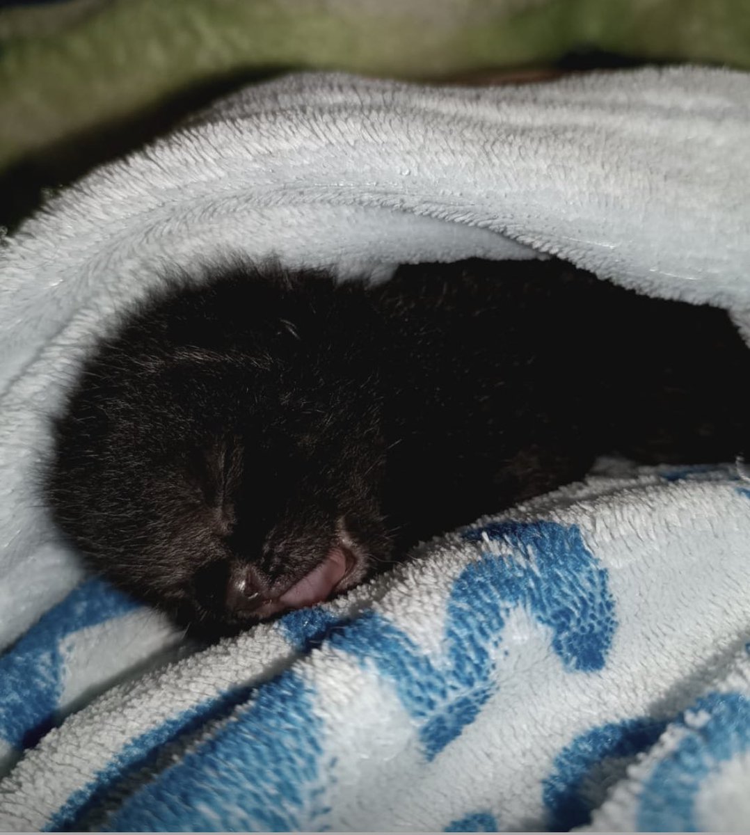 Irma_vh's tweet image. Sean buenas personas y adopten a este bebé gatito 🐈⬛ aún no abre sus ojitos.
Tiene menos de una semana de nacido y lo rescató la novia de mi hijo de una gran lluvia, casi se ahoga.
Ellos lo llevan a sus hogares. 🥰❤️🙏