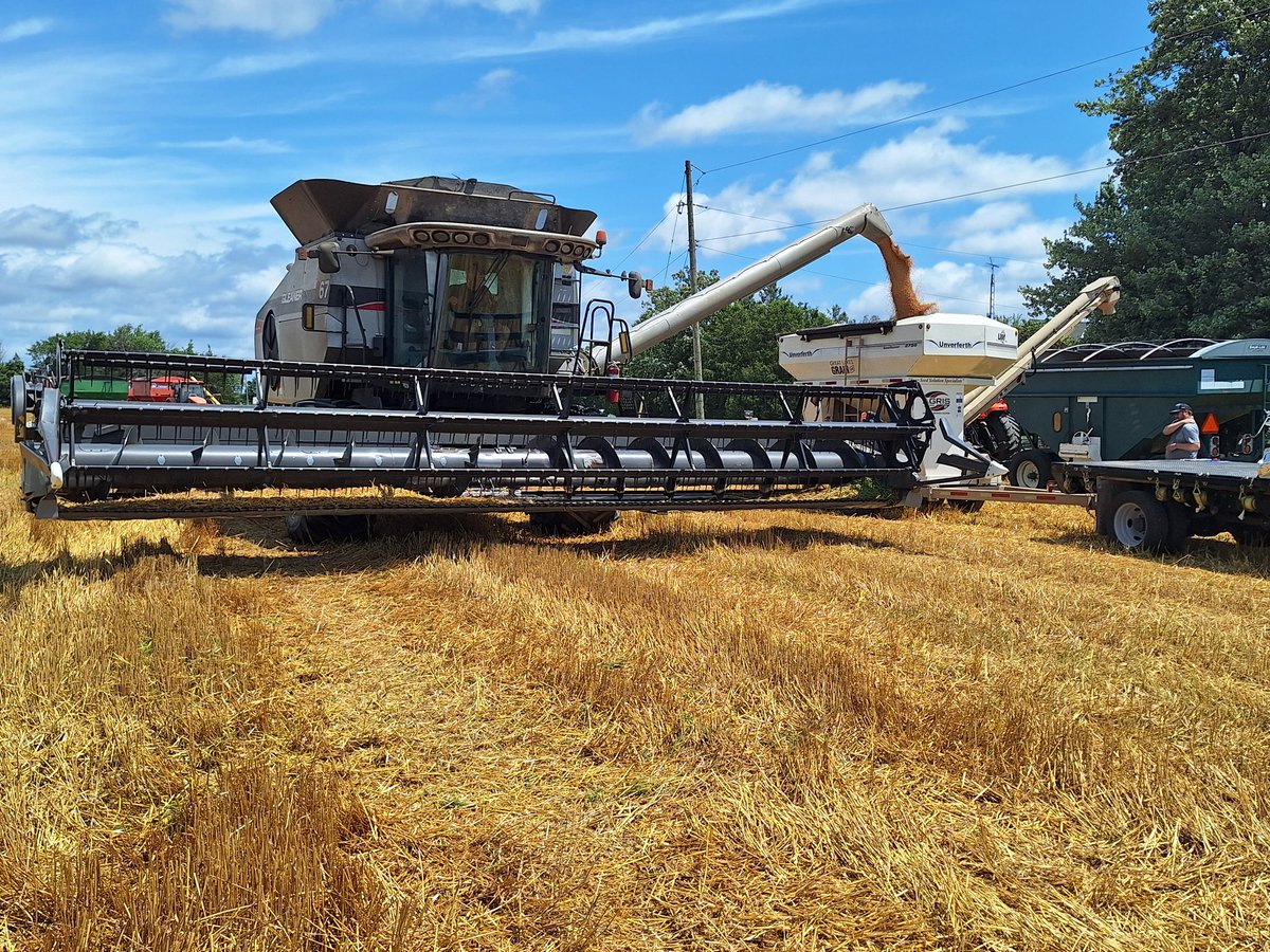 svandehogen's tweet photo. Thank you Russell Corner Farms for growing another wheat plot for @agris_coop. The C&amp;M varieties supplied by @Alex_Zelem yielded so good it took 2 days to harvest! (may have been rain delayed...) https://t.co/z26v6ansOn