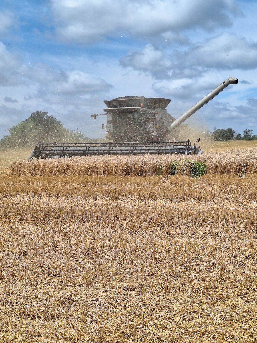 Scott Vandehogen (@svandehogen) on Twitter photo Thank you Russell Corner Farms for growing another wheat plot for <a href="/agris_coop/">AGRIS Co-operative Ltd.</a>. The C&M varieties supplied by <a href="/Alex_Zelem/">Alex Zelem</a> yielded so good it took 2 days to harvest! (may have been rain delayed...) Thank you Russell Corner Farms for growing another wheat plot for <a href="/agris_coop/">AGRIS Co-operative Ltd.</a>. The C&M varieties supplied by <a href="/Alex_Zelem/">Alex Zelem</a> yielded so good it took 2 days to harvest! (may have been rain delayed...)