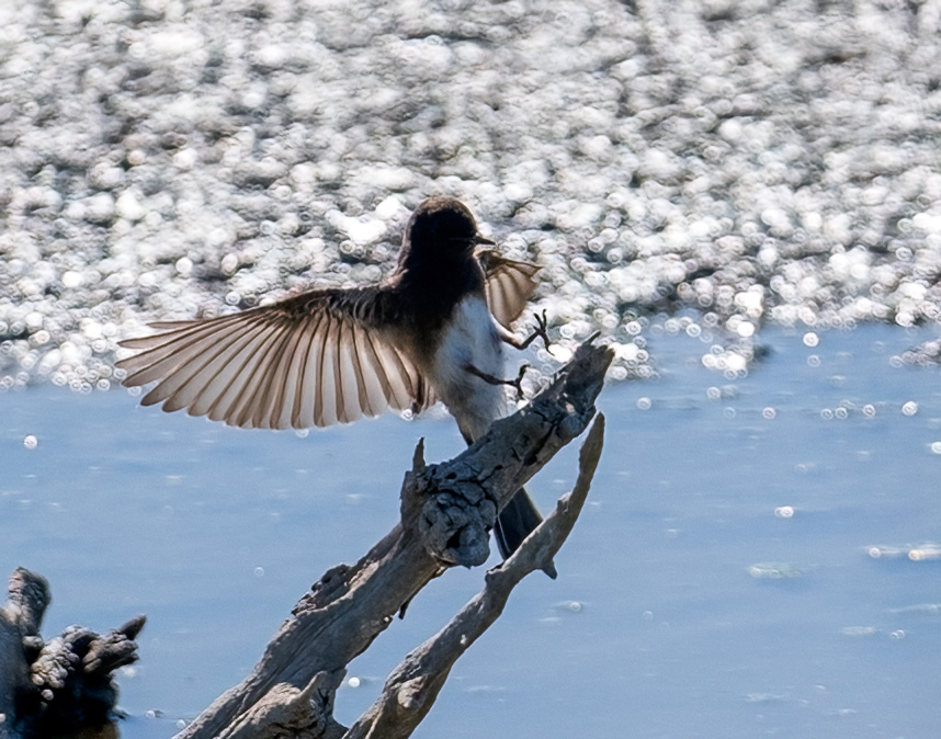 Take a look at these astonishing photographs taken by our volunteer and tour docent, Warren Treacher! The City of Davis Wetlands tours are ongoing year-round on the first Sunday of every month. You can register for a tour here: yolobasin.app.neoncrm.com/nx/portal/neon… #YBF 🦌