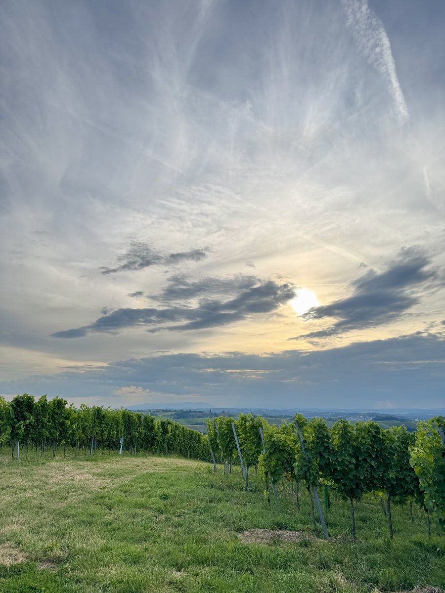 Ekaeoq's tweet image. Grass  grape  
  on hill