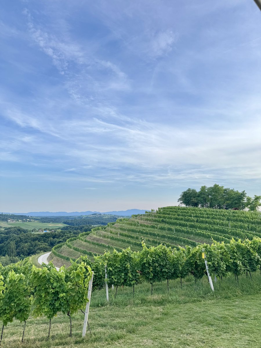 Ekaeoq's tweet image. Grass  grape  
  on hill