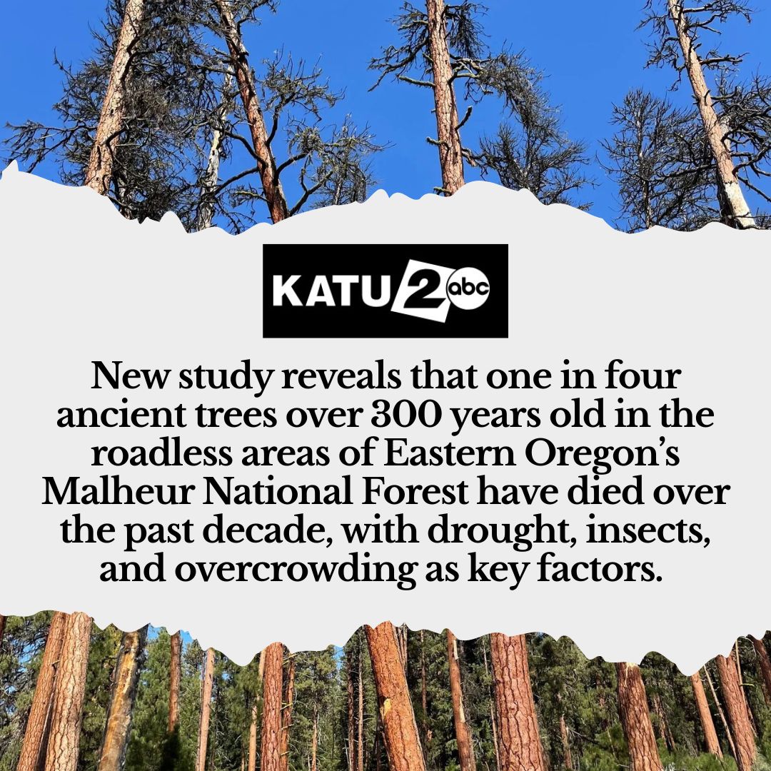 johnpaulharmon's tweet image. Preserving forests doesn’t mean they are being protected. Letting trees die from fire and infestation is certainly not "green". There is an urgent need for active management to save older trees in fire-prone landscapes. READ MORE: bit.ly/3IsEJ0O

#timberunity