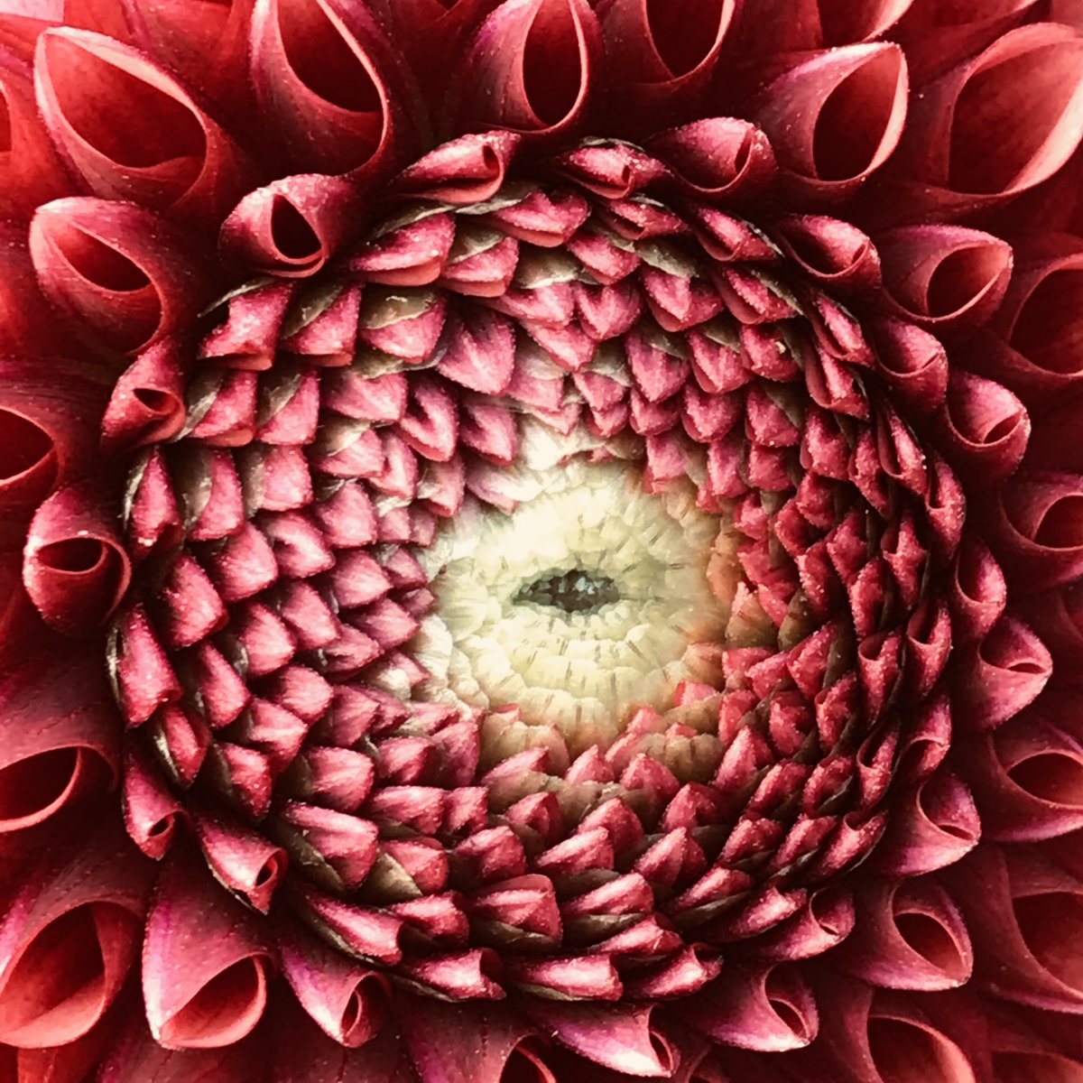 My Dhalia has an eye!!! xxx