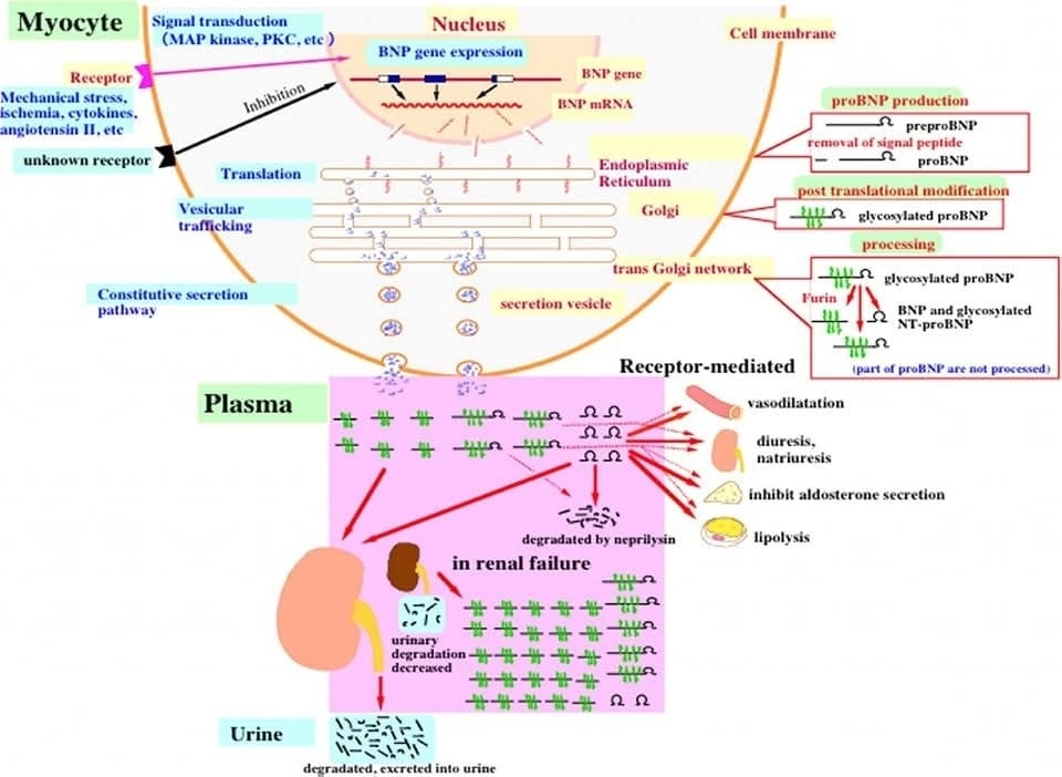 🔴Potential pitfalls when interpreting plasma BNP levels in heart failure practice⤵️♥️ #Review #openaccess 

🔹Renal dysfunction, age, female sex, atrial fibrillation, inflammation, overestimate BNP level.

🔹journal-of-cardiology.com/article/S0914-…
 #Cardiology #FOAMed #MedEd #medstudent