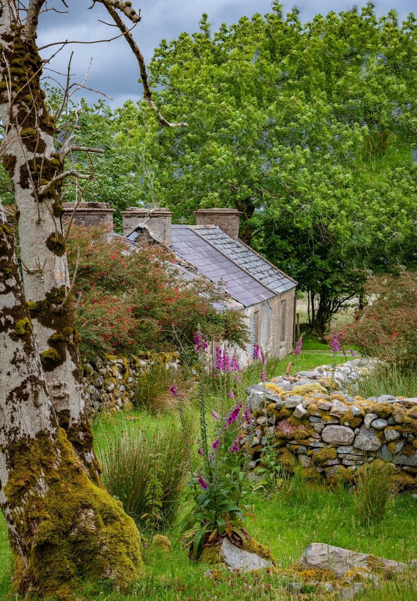 ThisIsIreland3's tweet image. 'Old cottages belong to the countryside; they seem just to have grown there, tinged and coloured by all the local influences of soil and climate.' 💚

~Stewart Dick (1874-1944)

Somewhere in County Donegal 🇮🇪☘️

📸 Michelle Crowley

#Ireland #Donegal #Cottages
