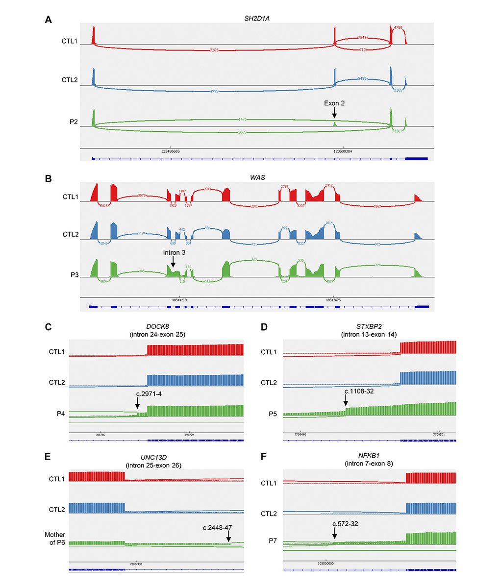 Journal of Human Immunity (@jhumimmunity) on Twitter photo Alioua, Rosain <a href="/JRosain/">Jeremie Rosain</a> <a href="/hopital_necker/">Hôpital Necker AP-HP</a> and colleagues describe seven intronic pathogenic variants underlying inborn errors of immunity. hubs.la/Q03xKk7M0
#InbornErrorsOfImmunity Alioua, Rosain <a href="/JRosain/">Jeremie Rosain</a> <a href="/hopital_necker/">Hôpital Necker AP-HP</a> and colleagues describe seven intronic pathogenic variants underlying inborn errors of immunity. hubs.la/Q03xKk7M0
#InbornErrorsOfImmunity