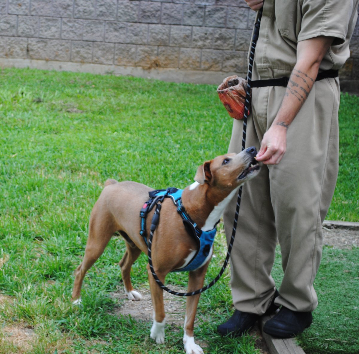 distevhass31's tweet image. Group 46 - Positive Reinforcement Training with K9wise @GA_Corrections @GAFirstLady @CLALeadership @jeffbreedlove1 @Recovery_GC4R @endthewhisper @JellyRoll615