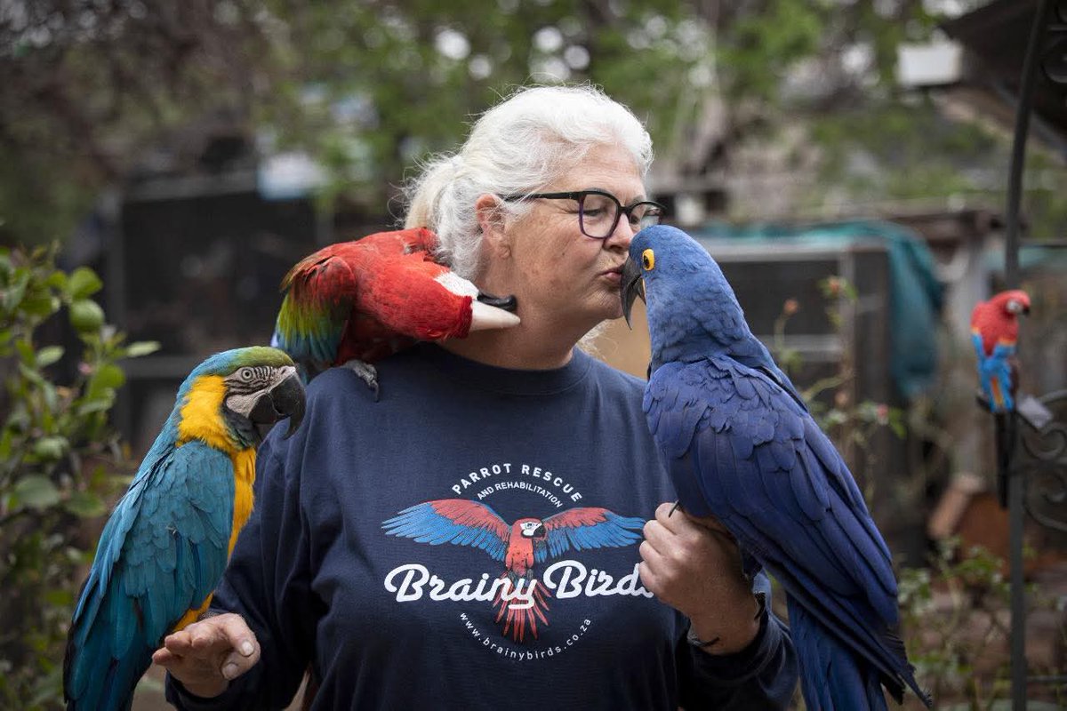 brainybirds_sa's tweet image. These 3 were always called the monsters as it was near impossible to feed them, they would tag team and "attack" from all corners.
They are an example of good pet care. Their owner actually ensured these birds are in her will and cared for when she was no longer with us.