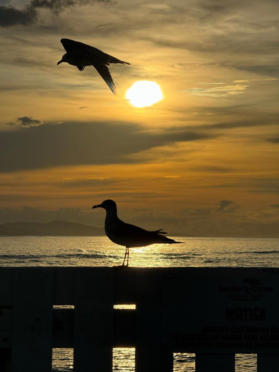 TheEdGadgets's tweet image. Rate my IPhone photography out of 10