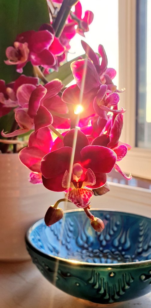 bellow_tech's tweet image. "Cheeky Orchid"...what a beaut! 📸 of mi 🌸 currently bathed in 🌞. In preparation for #flowersonfriday
