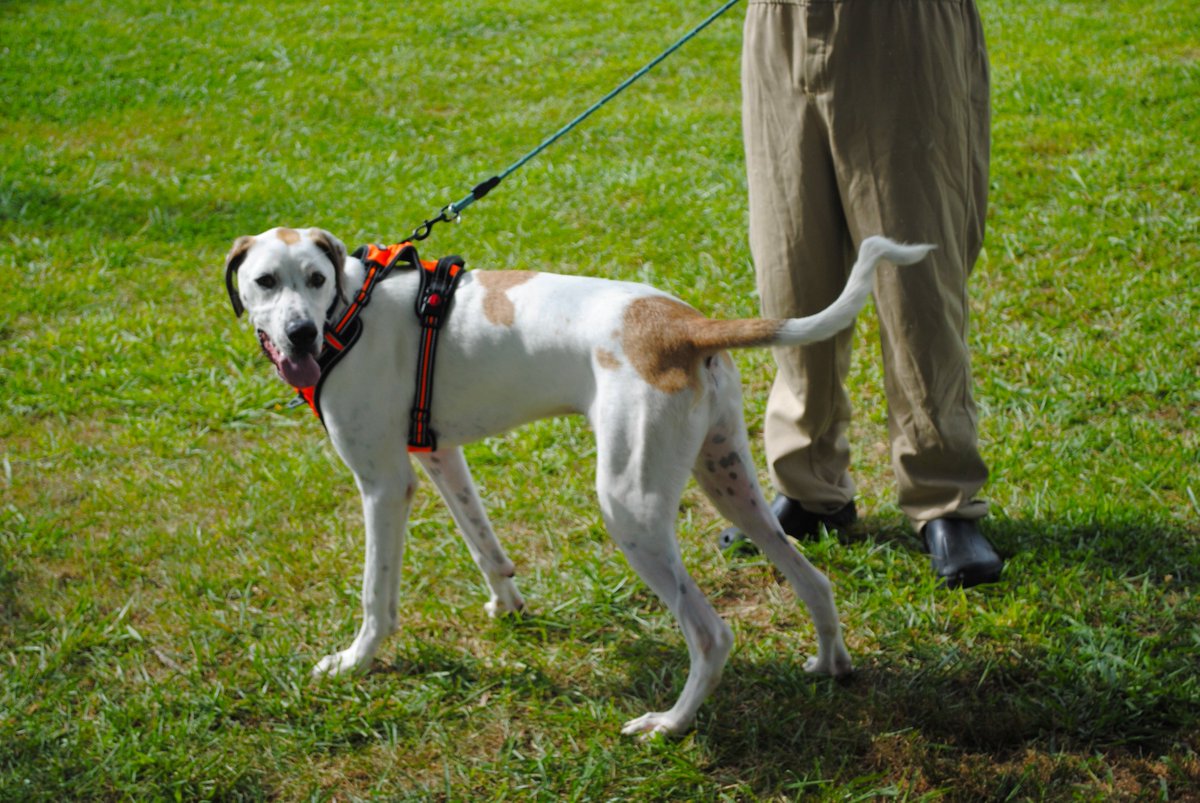 distevhass31's tweet image. Group 46 - Positive Reinforcement Training with K9wise @GA_Corrections @GAFirstLady @CLALeadership @jeffbreedlove1 @Recovery_GC4R @endthewhisper @JellyRoll615