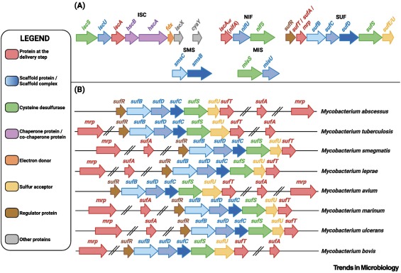 TrendsMicrobiol's tweet image. Iron–sulfur proteins in mycobacteria: master regulators of physiology and pathogenesis dlvr.it/TLzFwb
