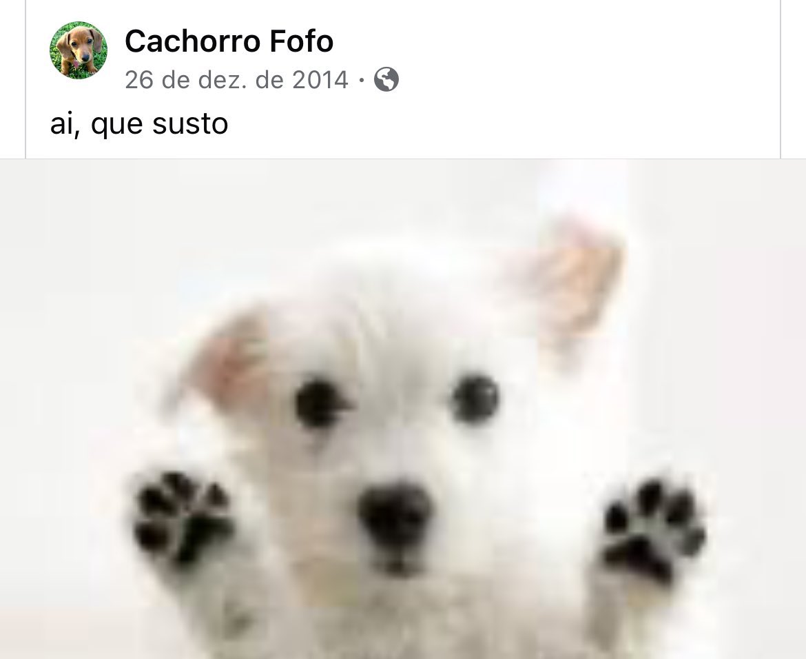 cachorrocore's tweet image. 
