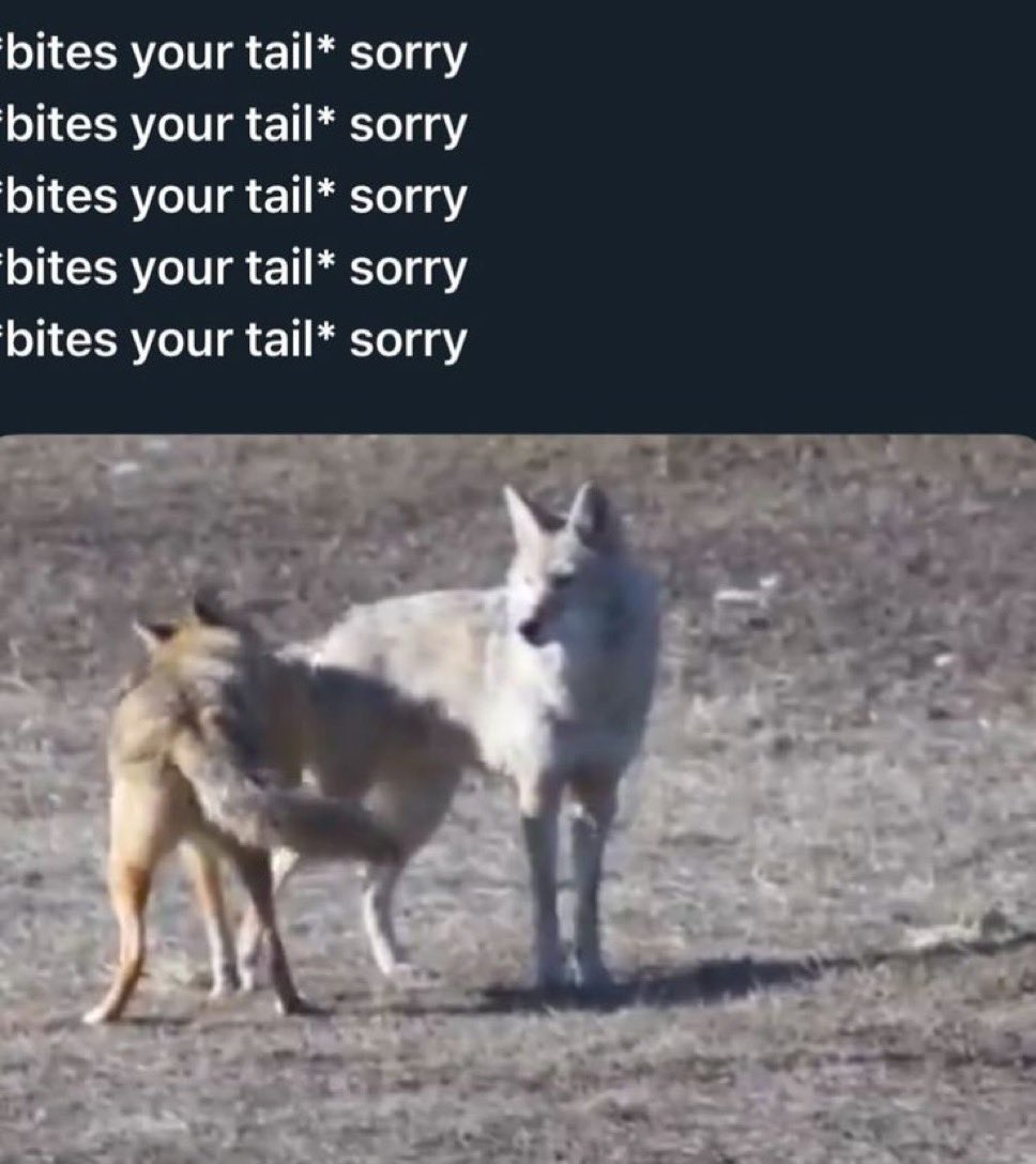 FURSUIT VS HYPERFIXATION 

I like collecting really crappy coyote memes like state quarters