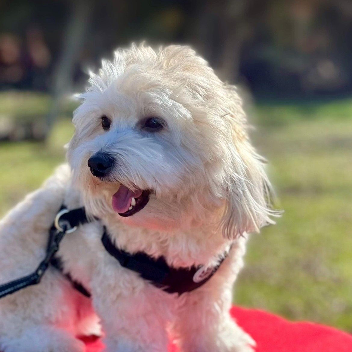 🐾 We’re continuing our Dog Days of Summer tour with some of the many adorable pups from across UNC Health!

These furry friends are spreading smiles all around. ☀️🐶💙

#OneGreatTeam #DogDaysOfSummer #FurFriends