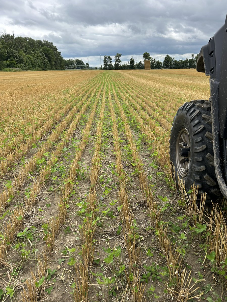 Ryan Benjamins (@ryanbenjamins) on Twitter photo Day 2 of soil sampling after wheat harvest.  It was a very good year for red clover!! Day 2 of soil sampling after wheat harvest.  It was a very good year for red clover!!