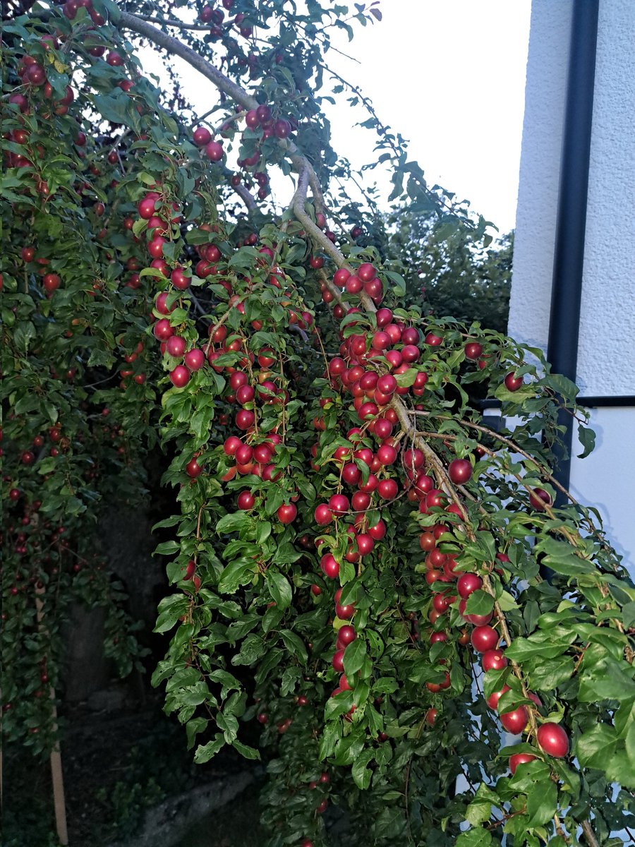 Kirschpflaume....bis dato max 10 Früchte im Jahr...und so sehen alle Bäume hier aus...Hui,dat wird lecka