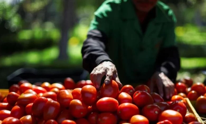 🔴EE. UU. rompe acuerdo y asesta golpe histórico al jitomate mexicano
La medida implica la aplicación inmediata de un arancel del 17.09% sobre el precio de todas las exportaciones mexicanas de jitomate.
la-republica.mx/?p=6191