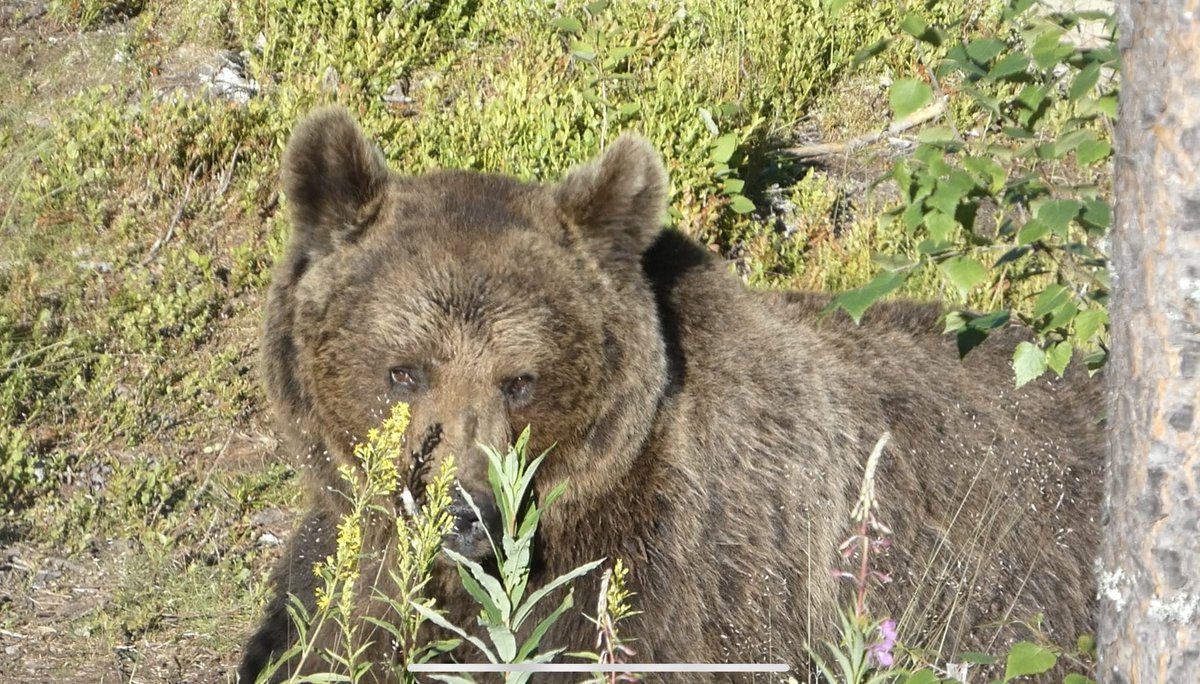YYY_WORLDTRIP's tweet photo. 野生のヨーロッパヒグマを10mくらいの距離で拝むことができた🐻
隆々とした筋肉が手に取るようにわかり、生物としての格上感に圧倒された https://t.co/M90sWZJYRH