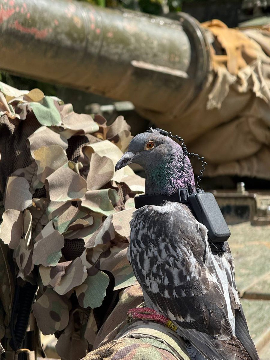 curtislepore's tweet image. bruh we got robo pigeons before gta v @pjonfly