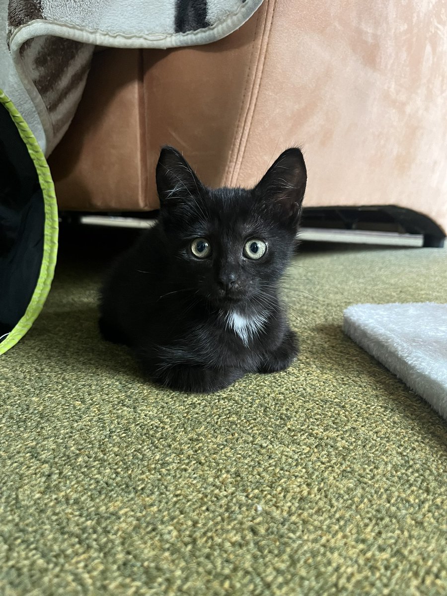 iinneo's tweet image. It’s mayo’s first loaf… 🥹🧡