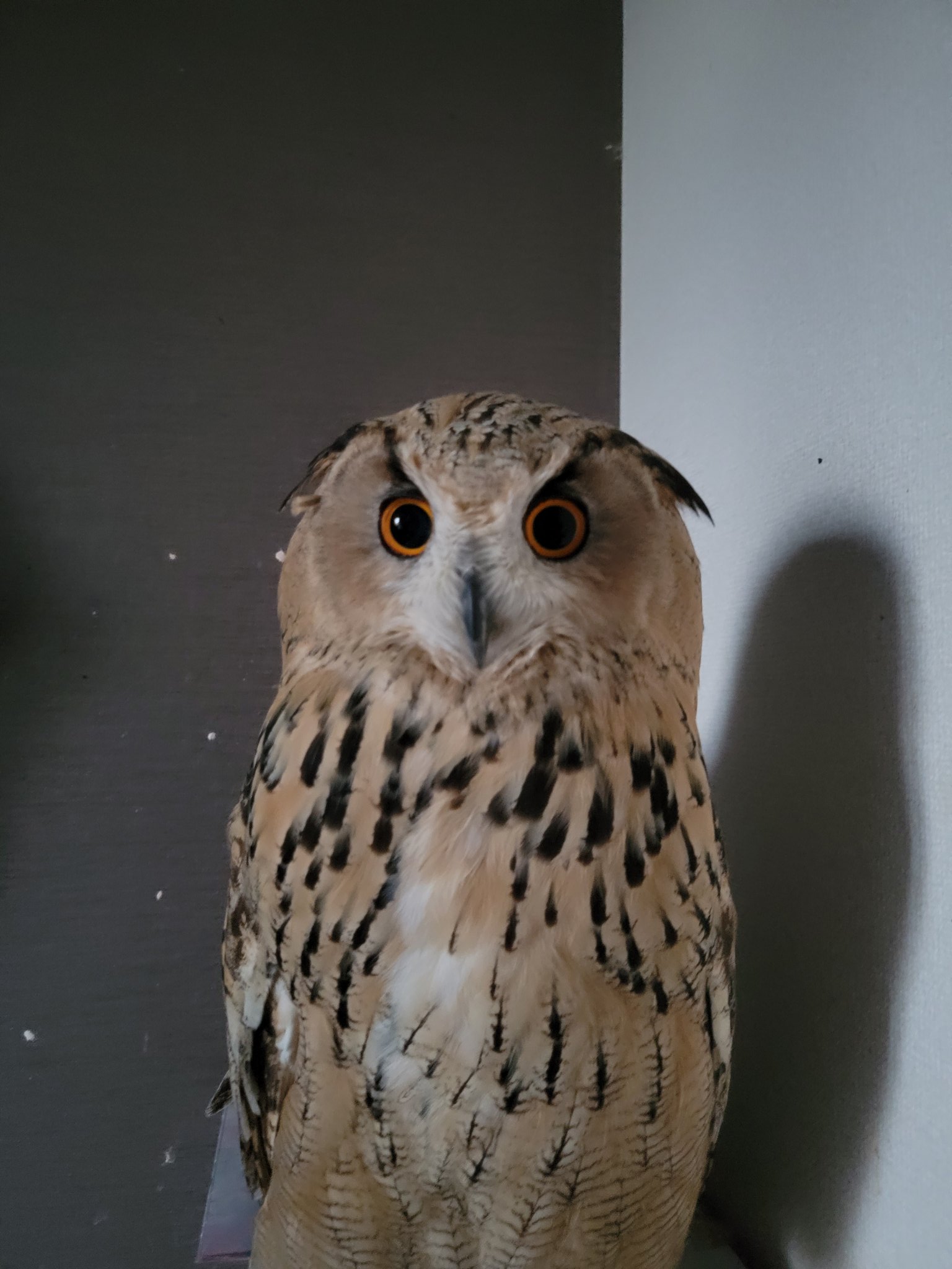 オルゴナイト 大きな笑顔のフクロウさんの小物入れ シュンガイト 楽天市場】○【スーパーセブンサザレ入り フクロウ型